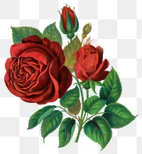 Red rose png flower sticker, transparent background, remixed by rawpixel