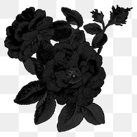 Black rose png flower sticker, transparent background, remixed by rawpixel