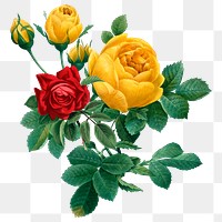 Roses png flower sticker, transparent background, remixed by rawpixel