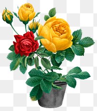 Roses png flower sticker, transparent background, remixed by rawpixel