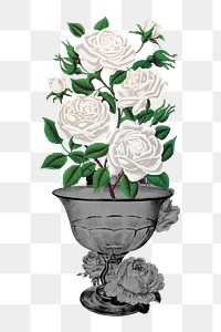 White roses png botanical sticker, transparent background, remixed by rawpixel