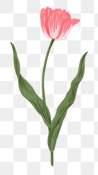 Pink tulip png flower doodle sticker, transparent background