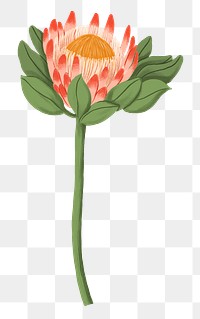 King protea png flower doodle sticker, transparent background