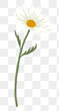 White daisy png flower drawing sticker, transparent background