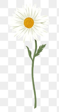 White daisy png flower drawing sticker, transparent background