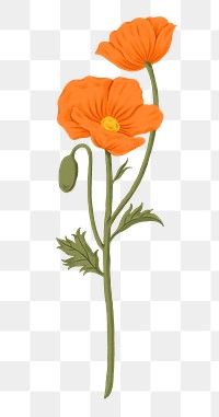 Orange poppy png flower sticker, transparent background