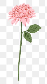 Pink chrysanthemum png flower sticker, transparent background