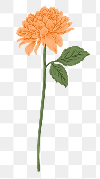 Orange chrysanthemum png flower sticker, transparent background