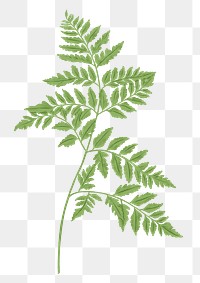 Fern leaf png botanical sticker, transparent background