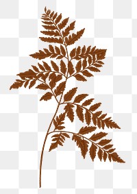 Brown fern png leaf sticker, transparent background