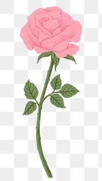 Pink rose png flower sticker, transparent background