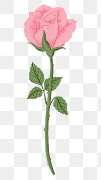 Pink rose png flower sticker, transparent background