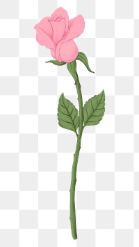 Pink rose png flower sticker, transparent background