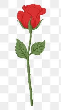 Red rose png flower sticker, transparent background