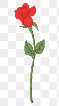 Red rose png flower sticker, transparent background