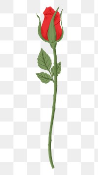 Red rose png flower sticker, transparent background