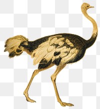 Gold ostrich png animal sticker, transparent background