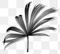 Palm leaf png black sticker, transparent background