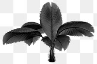 PNG black palm tree sticker, transparent background