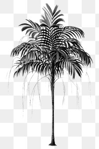 Palm tree png black sticker, transparent background