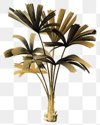 PNG gold mangrove fan palm sticker, transparent background