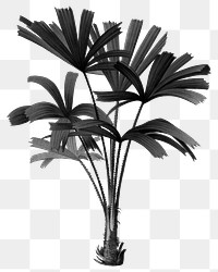 PNG black mangrove fan palm sticker, transparent background