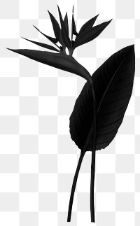 Black plant png bird of paradise sticker, transparent background