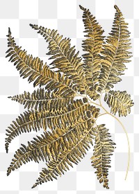 Gold fern leaf png sticker, transparent background