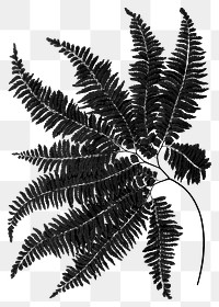 Black leaf png fern sticker, transparent background