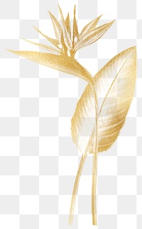 Aesthetic plant png bird of paradise sticker, transparent background