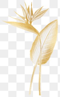 Gold plant png bird of paradise sticker, transparent background