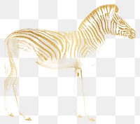 Gold zebra png animal sticker, transparent background