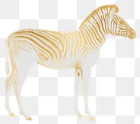 Gold zebra png animal sticker, transparent background