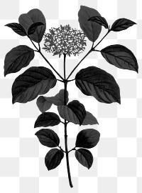 Black flower png dogwood sticker, transparent background
