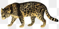 Golden jaguar png tiger sticker, transparent background