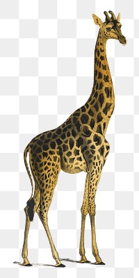 Gold giraffe png animal sticker, transparent background