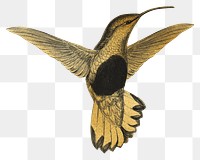 Gold hummingbird png sticker, transparent background