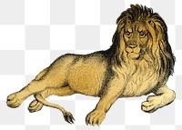 Gold lion png animal sticker, transparent background