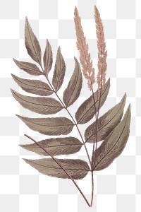 Vintage fern png leaf sticker, transparent  background