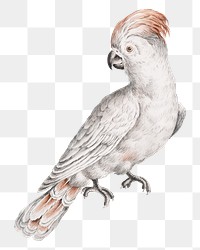 Cockatoo bird png sticker, transparent background