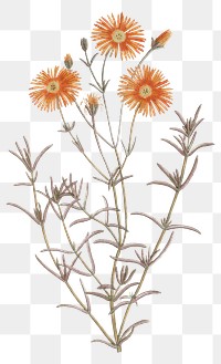 Orange flower drawing png mesembryanthemum coccineum sticker, transparent background