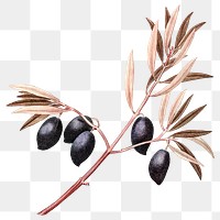 Olive branch png plant sticker, transparent background