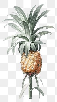 Pineapple drawing png sticker, transparent background