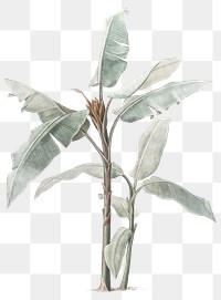 Banana tree png plant drawing sticker, transparent background