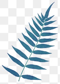 Fern leaf png polypodium fraxinifolium sticker, transparent background