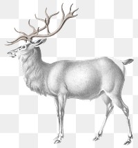 Vintage elk png animal sticker, transparent background