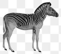 Vintage zebra png animal sticker, transparent background