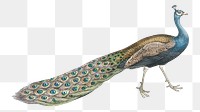 Exotic peacock png bird sticker, transparent background