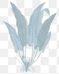 Blue plant png hart's-tongue fern sticker, transparent background