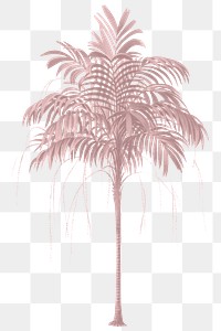 Palm tree png red plant sticker, transparent background